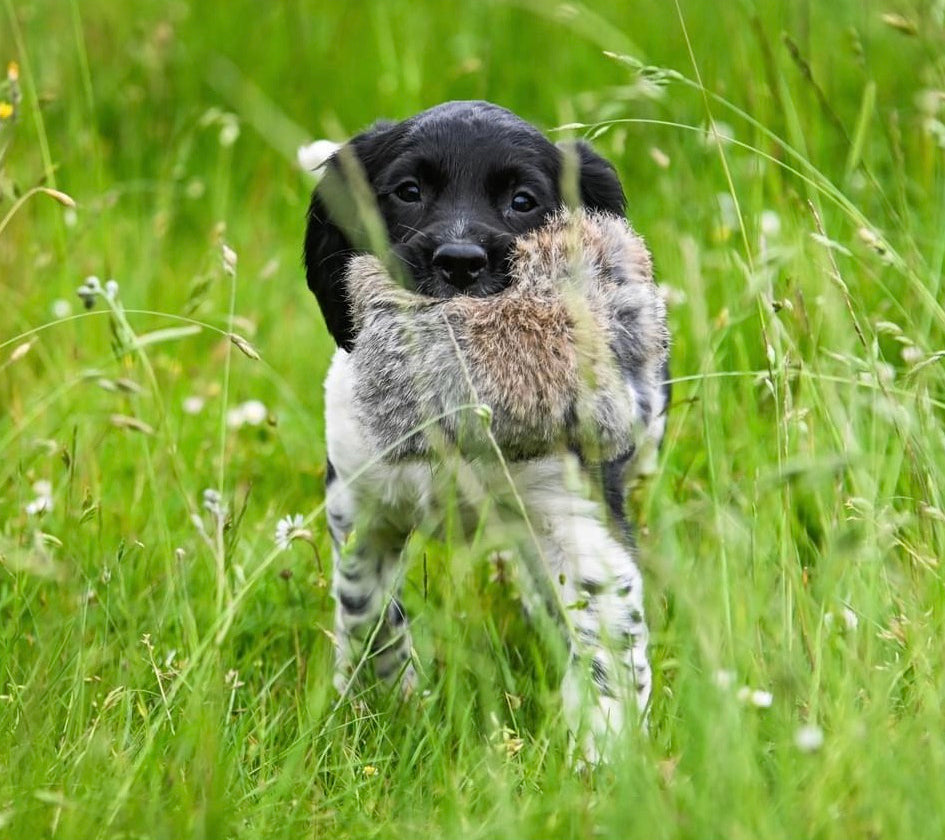 Puppy & Junior Rabbit