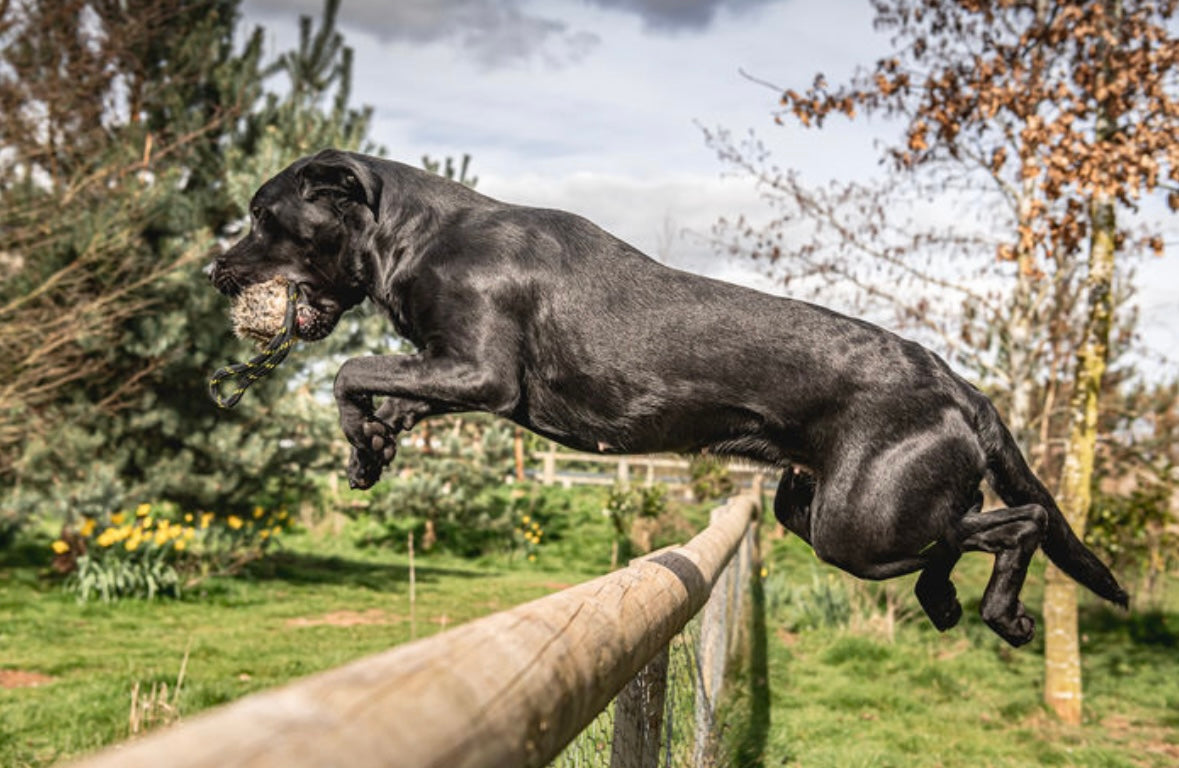 BG Rabbit Distance marking ball with rope