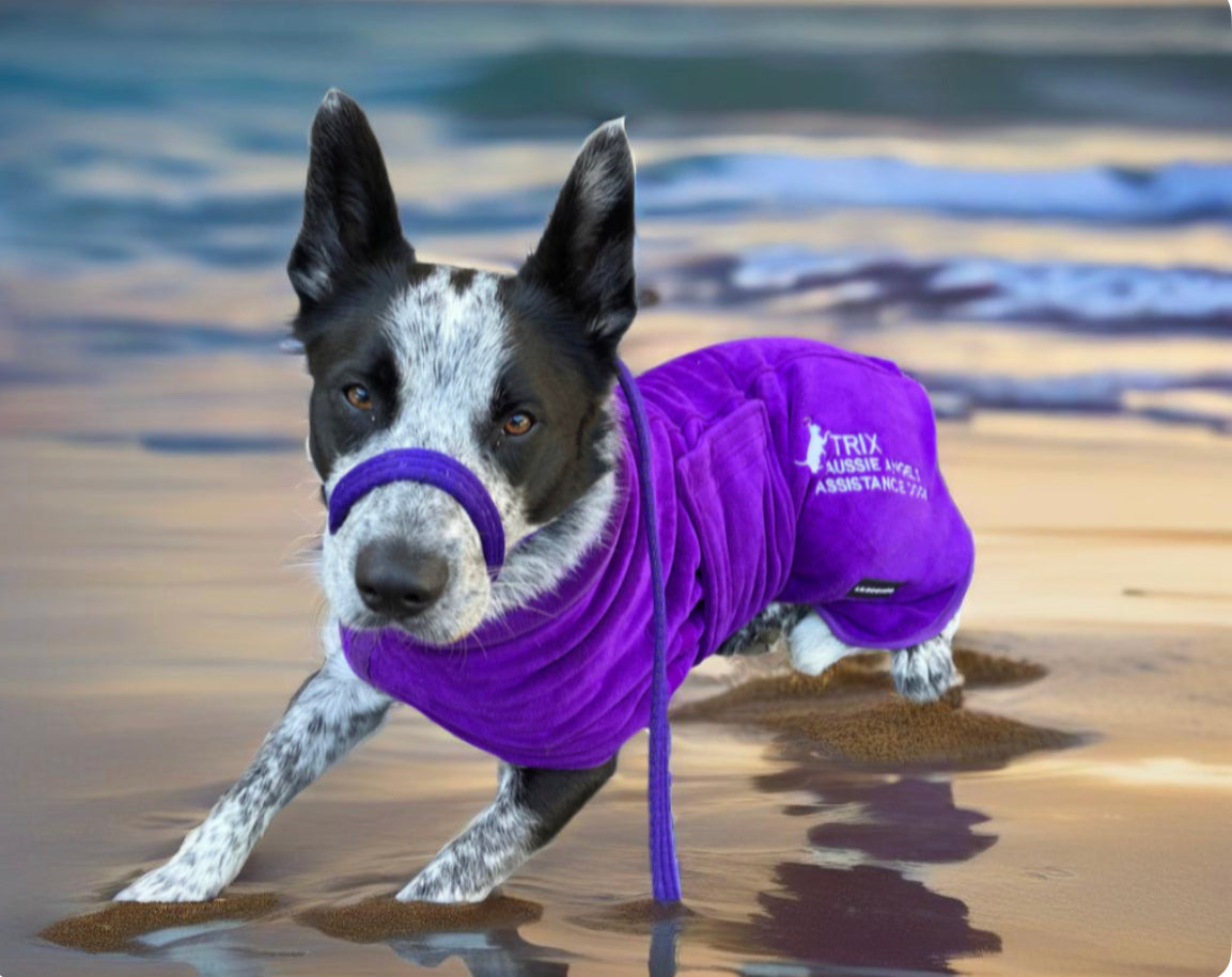 Rainbow No Pull Leads with Collar Connector