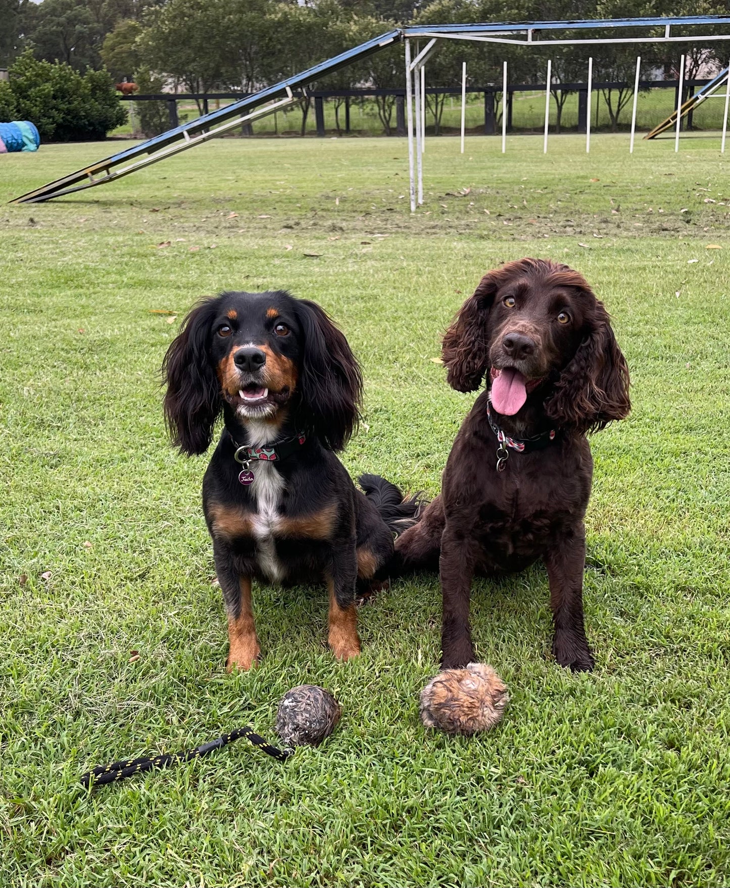 BG Rabbit Distance marking ball with rope