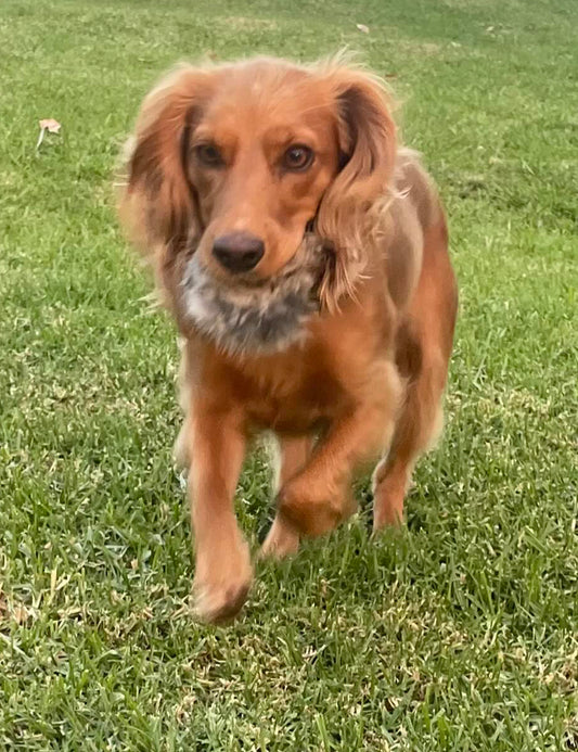 BG Rabbit Scent Ball