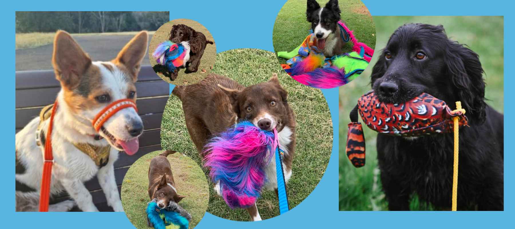 Group of dogs with Rainbow Dog Tugs products