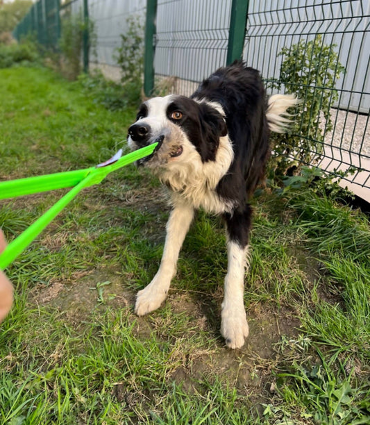 Rainbow Bunny Long Tug