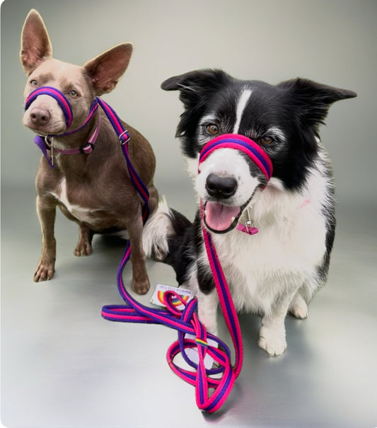 Rainbow No Pull Leads with Collar Connector