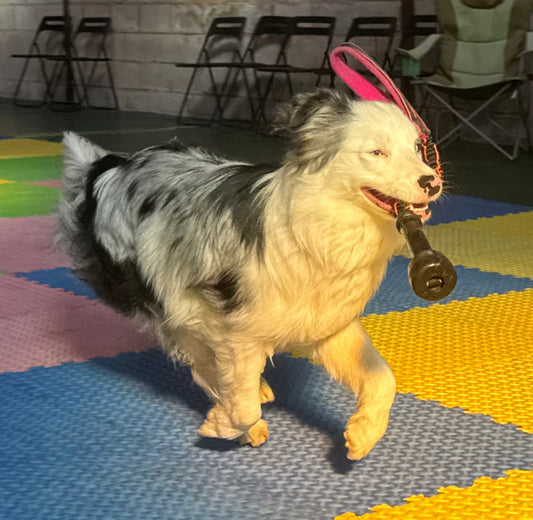 SALE - MooMoo Bungee