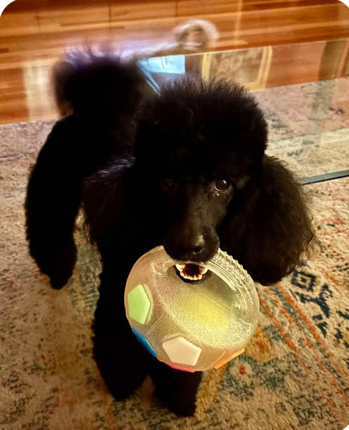 Squeaky Handle Ball