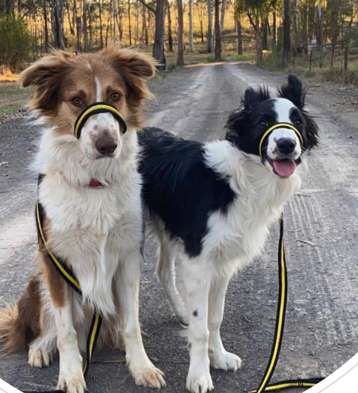 Border collie sales pulling on lead