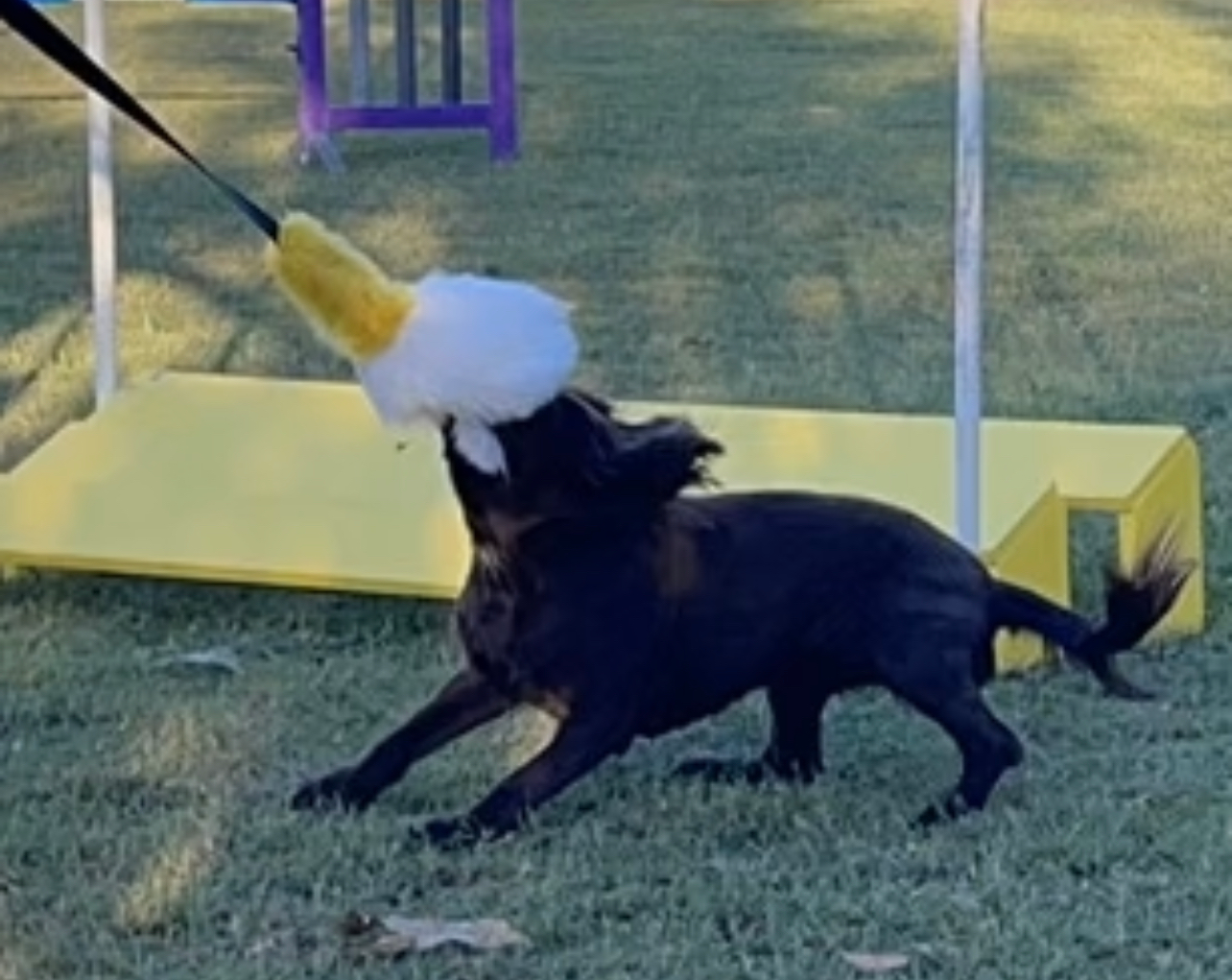 Sheepie Tails Chaser