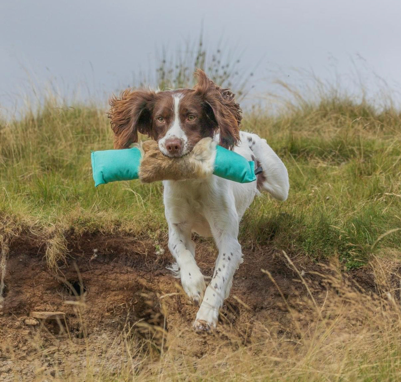 Gun Dog Gear