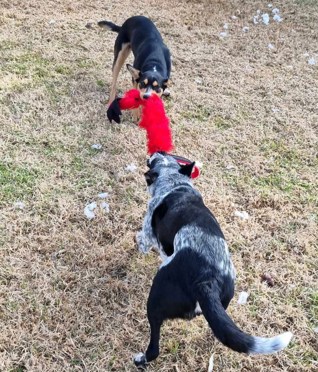 Sheepskin Braid Flyball Bungee