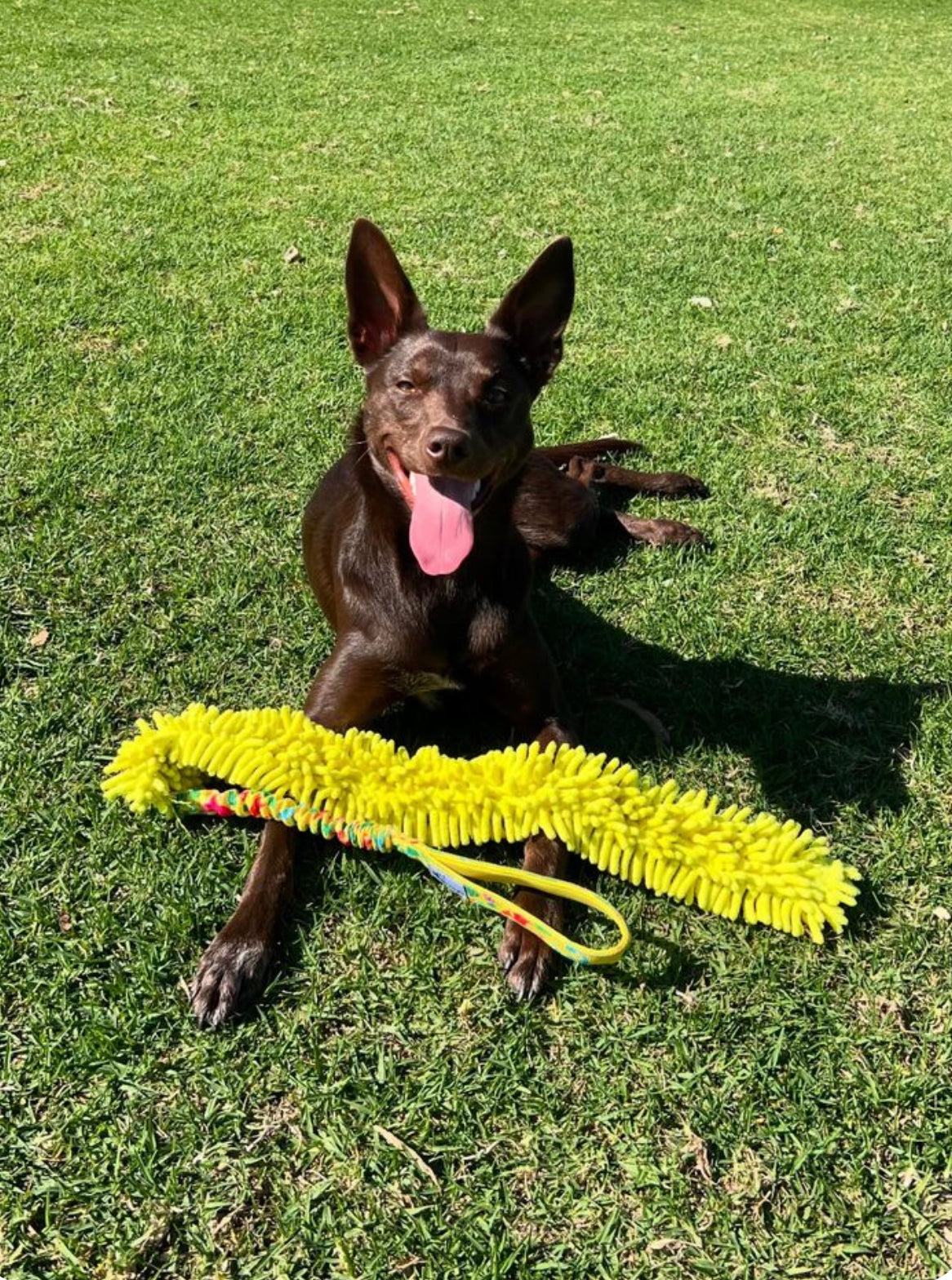 Ultimate Mmopp Flyball Chaser