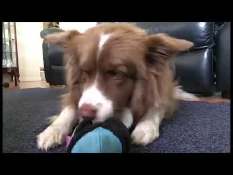 Puppington Treat Pod - Standard & Mini